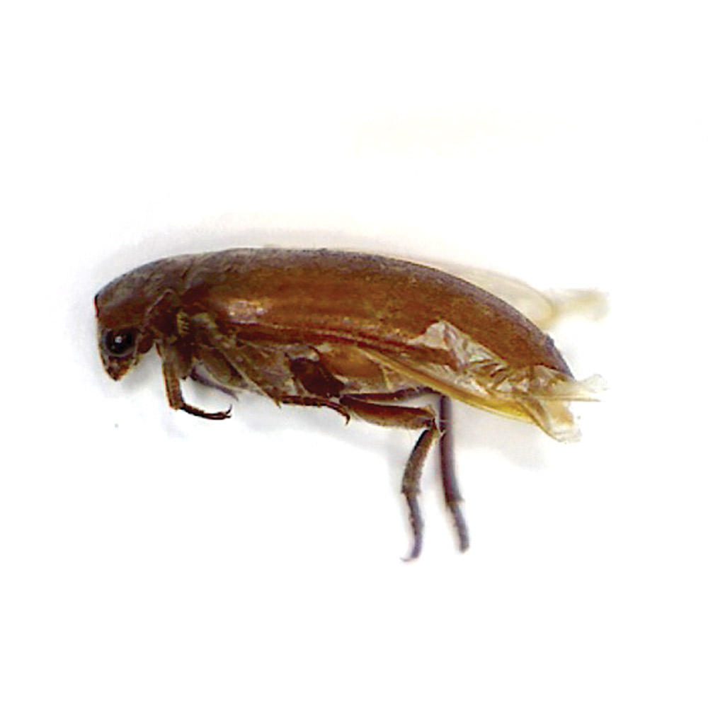 Crawling Insects Barrettine Environmental Health